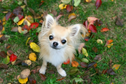 Mindre hundar behöver mindre mängd ekollon för att riskera förgiftning. Foto: Shutterstock